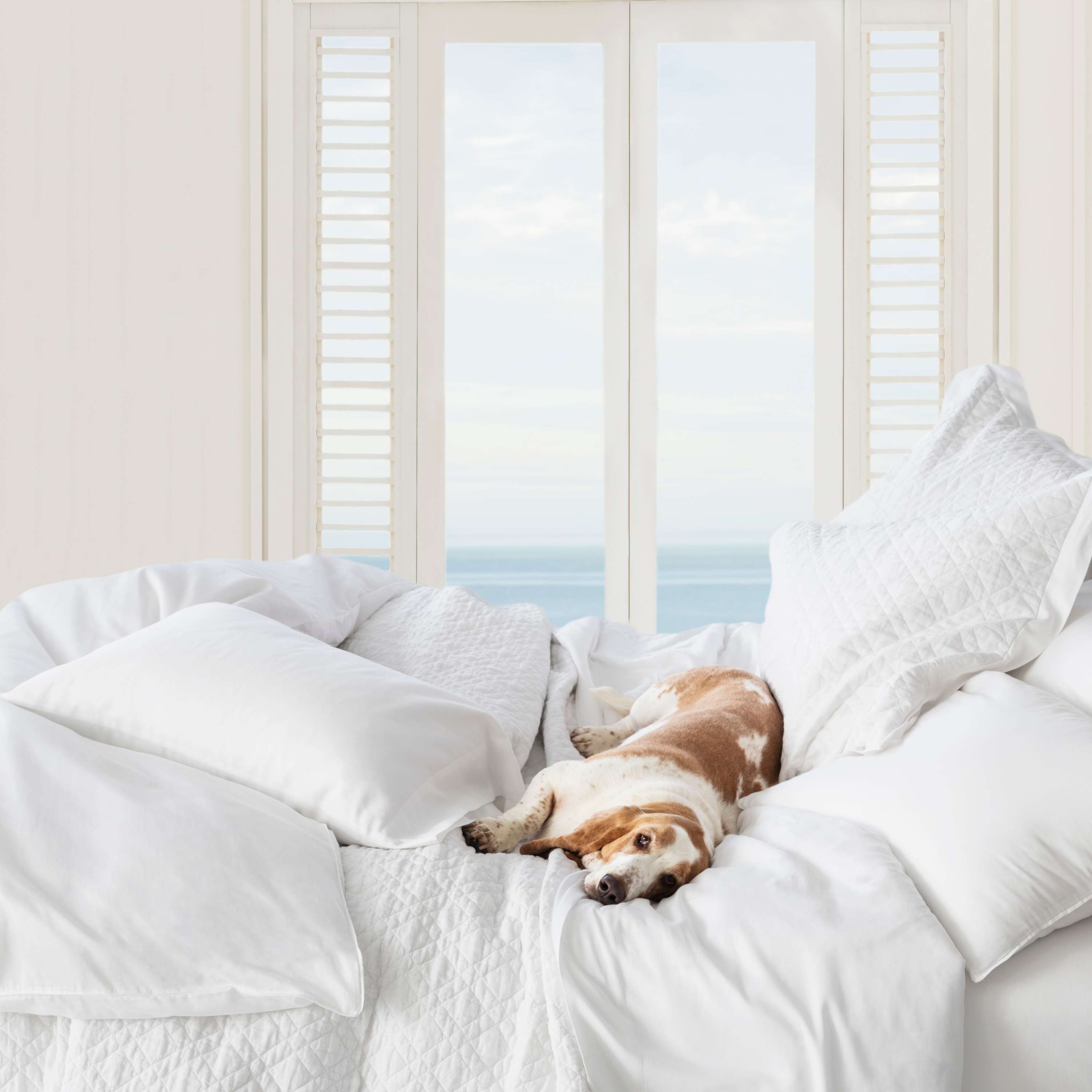 Essential Sateen Sheet Set Sheet Set By Annie Selke